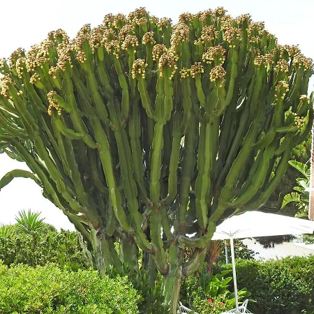 Casa Blue Vista - & Guestroom *